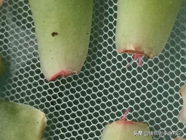 多肉植物栽培:多肉如何养护？叶插多肉怎么才能高效成功？