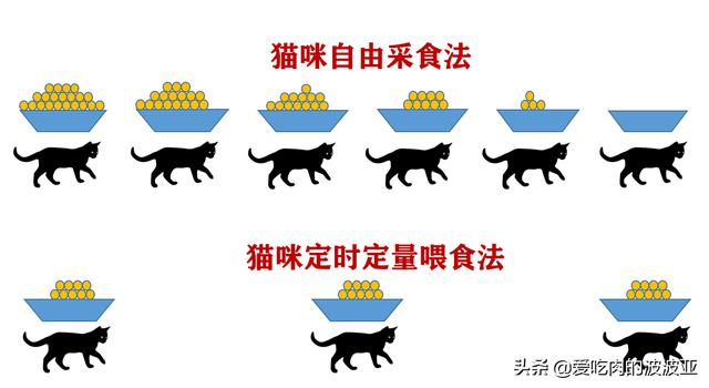 猫咪打完疫苗后能吃猫罐头鱼吗:猫咪要做绝育手术了，需要哪些注意事项，绝育之后猫咪会健康吗？ 猫咪打完疫苗可以吃猫罐头吗