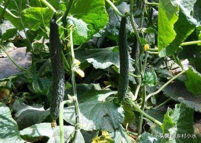 绝育黄瓜安全事情:黄瓜什么时候喷醋是最佳时间？