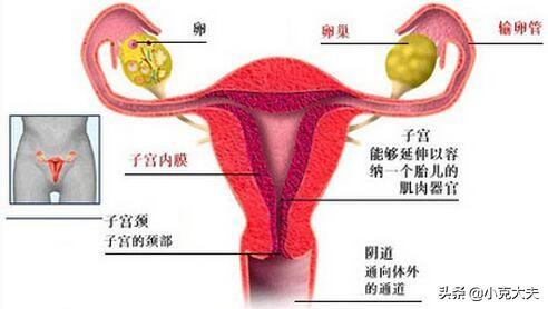 女人肚子子宫分布图图片