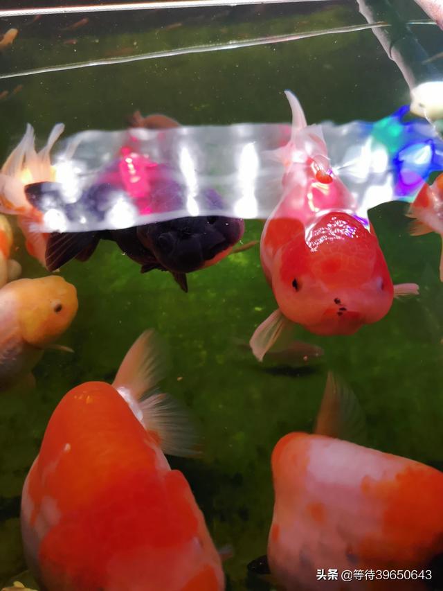 头条问答 底滤缸1米2 深度80厘米适合养虎头金鱼吗 6个回答