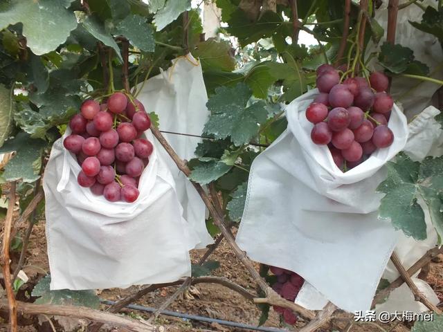 露天葡萄种植技术大全:阳台花园：[5]家里怎么种葡萄，葡萄种植方法？