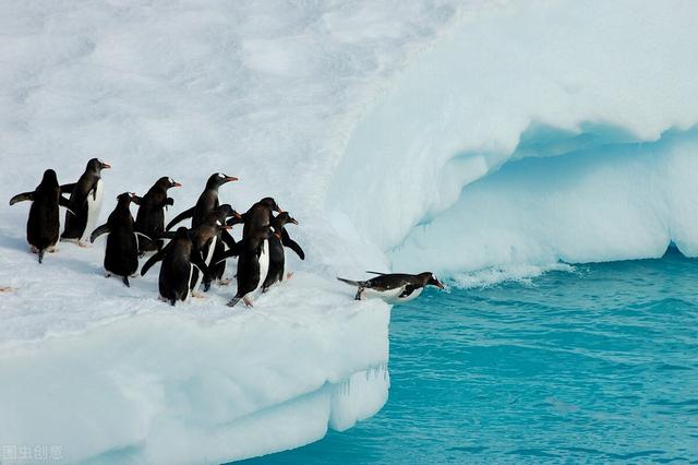 北极为什么没有企鹅，为何北极没企鹅80年前放养北极的69只企鹅，现在怎么样了