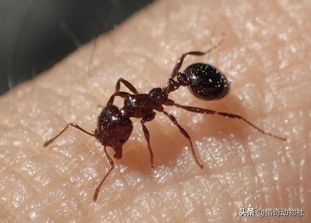 法老蚁咬人:红火蚁屡次杀人！夏季特别活跃，被咬了怎么办？