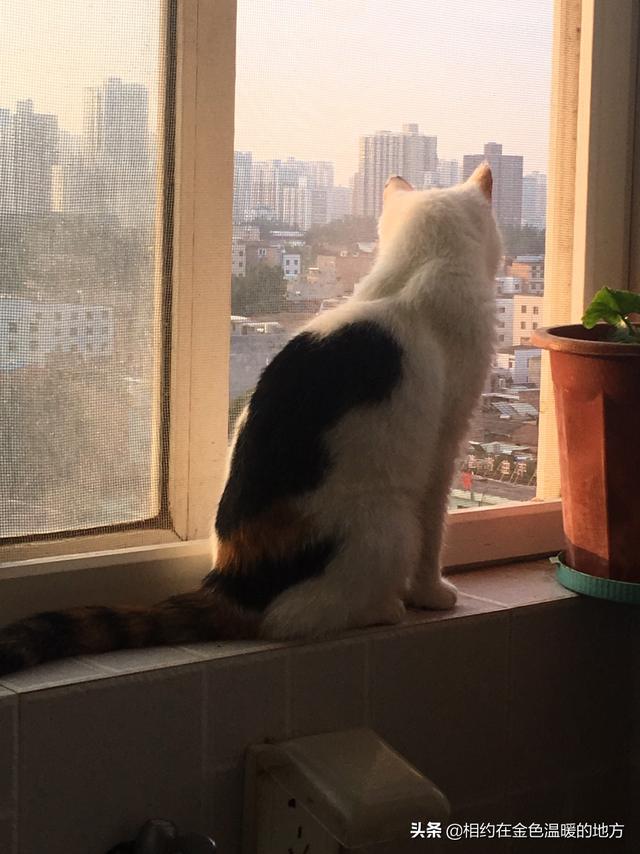 宠物离世可休丧假正在实施过程:宠物猫去世了，我怎么办？