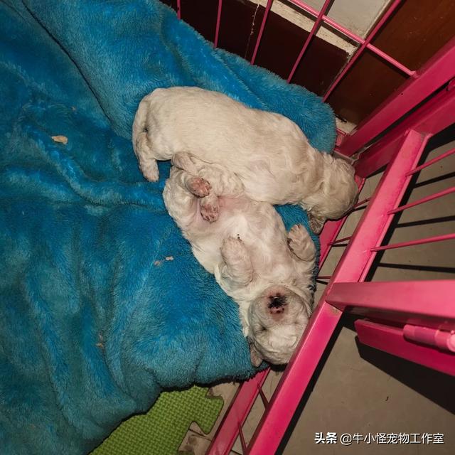 比熊吧:主人和比熊感情再深厚，也不要做哪些事？