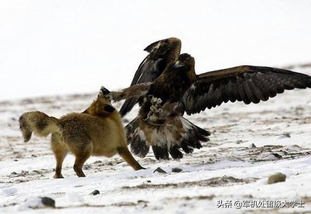 鹰为什么能猎狐狸和狼?-惠修网