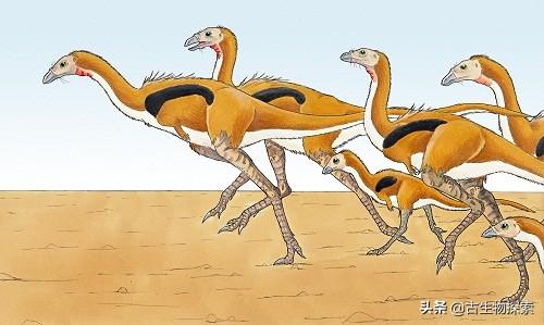 鸟的祖先图片:恐龙演化成鸟类为什么要舍弃牙齿呢？