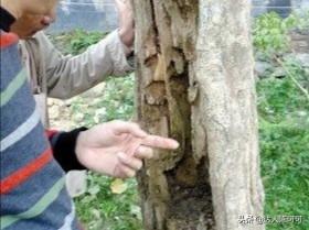 头条问答 沉香木每克上万元 农村为什么不种植呢 28个回答