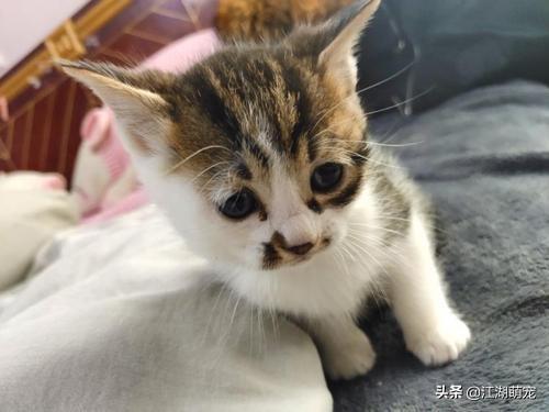 暗中观察 橘猫:有没有什么时候觉得喵主子是关心你的？