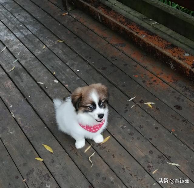 为什么有人说最好不要养3个月以内的小奶狗？插图1