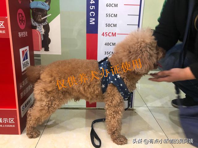 武汉伴侣宠物医院怎么样:在武汉开宠物医院需要什么条件？