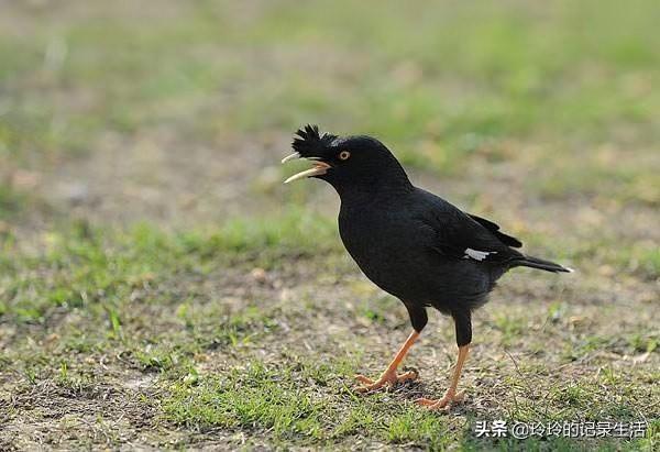 八哥吃什么饲料好:怎么样制作幼八哥鸟的饲料？20多天大的，都需要买什么配料？