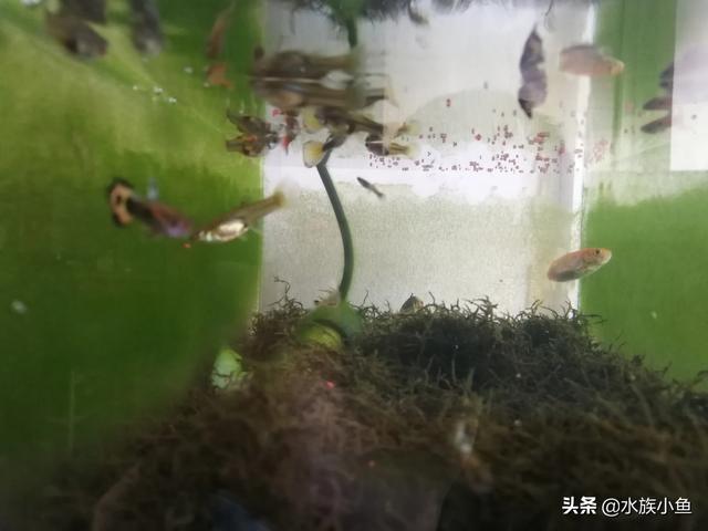 凤尾鱼的养殖方法装修:孔雀鱼怎么饲养，不用气泵可以养孔雀鱼吗？