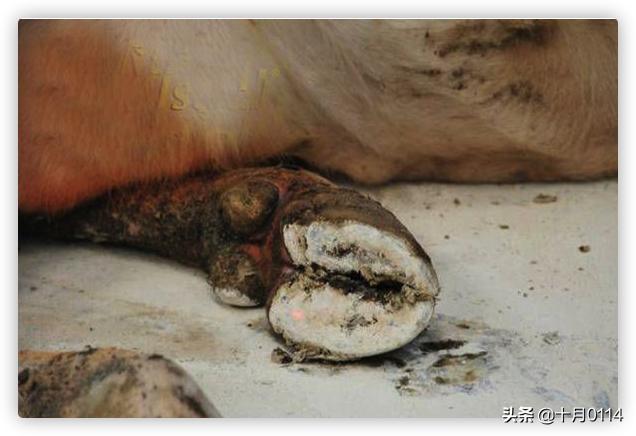 磺胺间甲氧嘧啶钠用法:山羊腐蹄病怎么治？实战经验来教你？