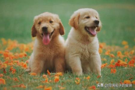 星期狗是什么意思:宠物市场为什么专门卖星期狗？
