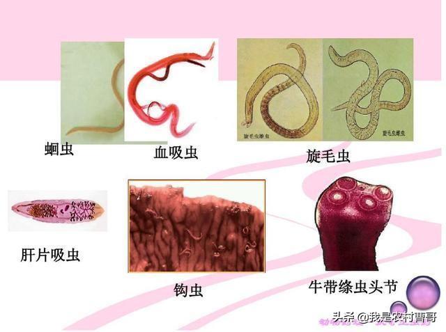 科学养牛知识:农民种草养牛，如何才能取得成功？