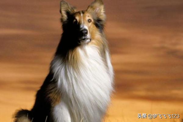 爱尔兰雪达犬出售:你身边的狗狗最多能活多久？ 爱尔兰红白雪达犬