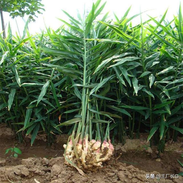 头条问答 姜喜阳还是喜阴 种植时还需要注意什么 26个回答