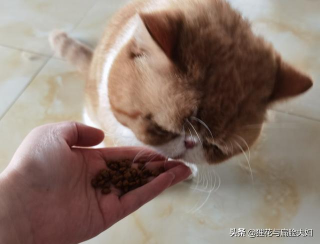 加菲猫3:加菲猫一天吐一次是怎么回事？