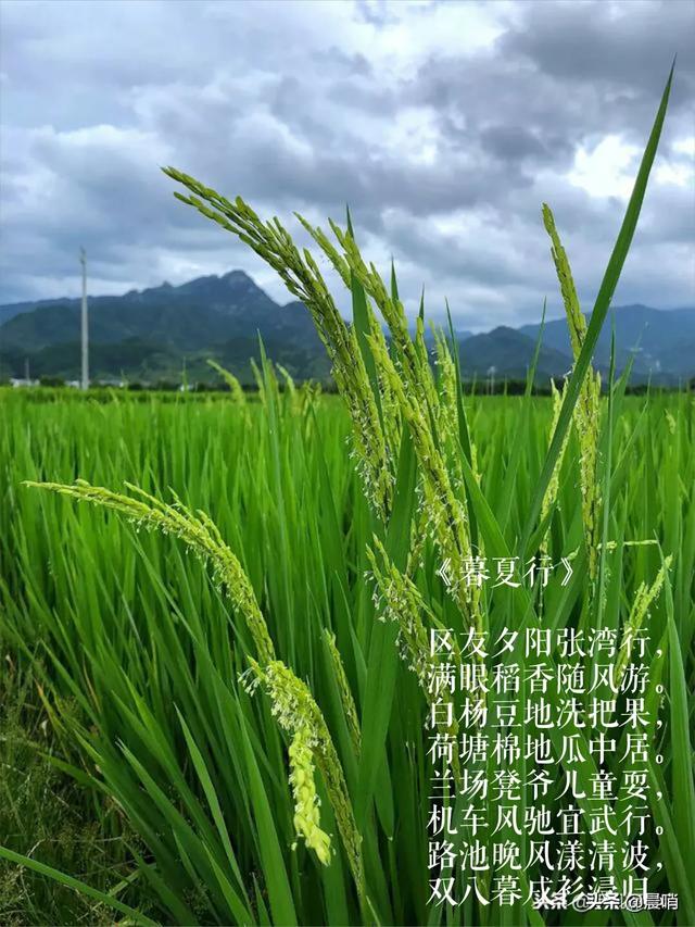 你认为最能反映夏天美景的诗句是什么？