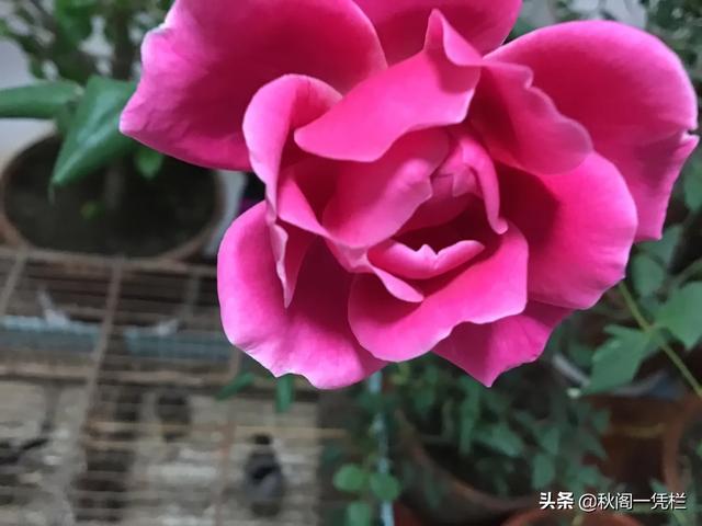 蓝花鼠尾草和兰花鼠尾草:兰花冬季换盆时要注意什么？