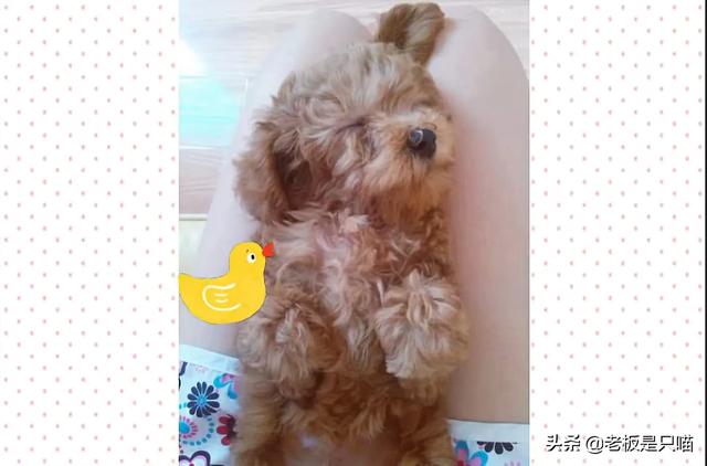 小金毛犬图片:小金毛犬图片大全 小金毛犬得细小有什么症状？
