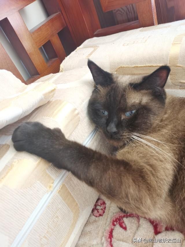 猫和狗的故事:猫咪的一生只会认定一个主人吗？