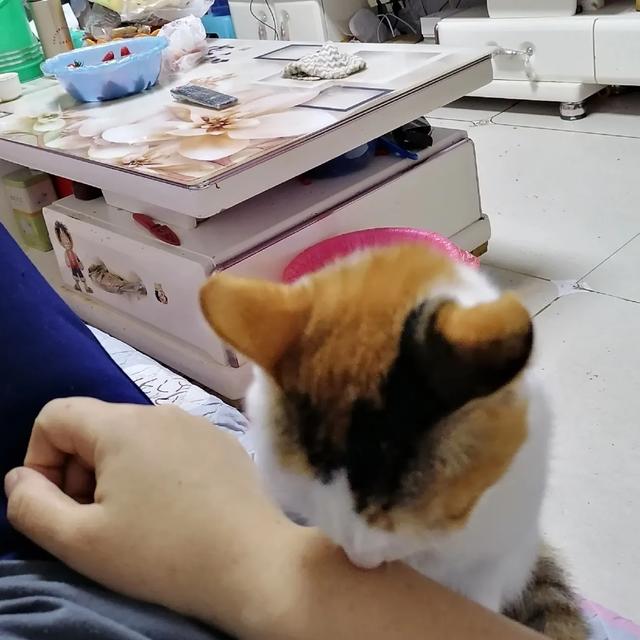 养猫论坛:宠物店开在二楼店铺可行吗，请教各位圈内的朋友？