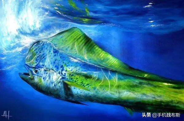 那些鱼是深海鱼?:哪些鱼属于深海鱼？一般深海鱼应该怎么样烹饪？