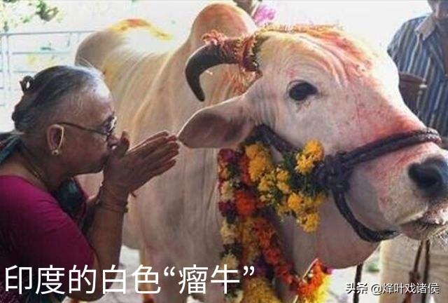 回民为啥不吃猪肉:印度人不吃猪肉,也不吃牛肉,连鱼肉都很挑,那印度人吃什么肉？