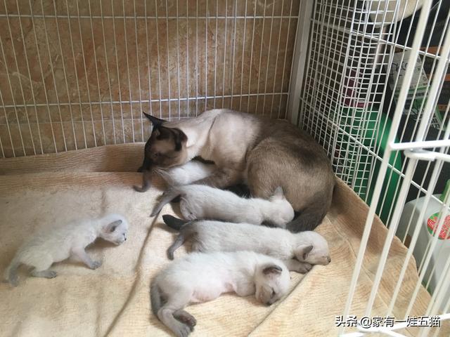 伤口拆线后感染的原因:猫做完绝育手术后拆线，有一点感染，该怎么办？