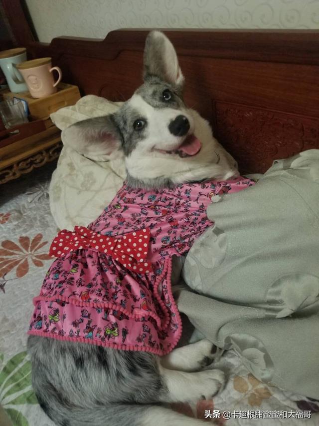 北京柯基犬舍哪家好:卡迪根柯基为什么很少人养，知道这个品种的都很少？ 北京柯基犬舍哪里最好