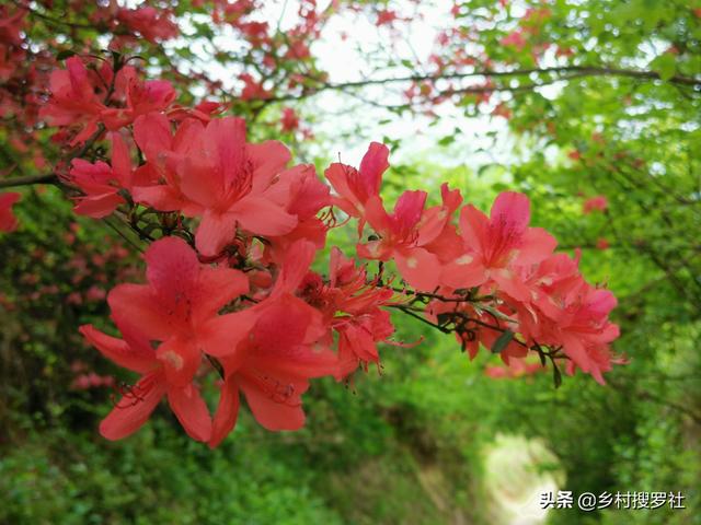 头条问答 映山红下山桩地栽多久施肥 9个回答