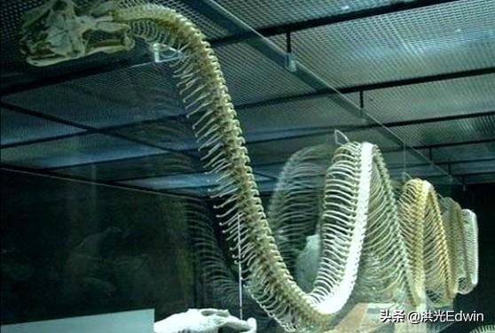 水蚺蛇图片:世界第一巨蛇真实照片水蚺 世界上最大的蛇是什么蛇？