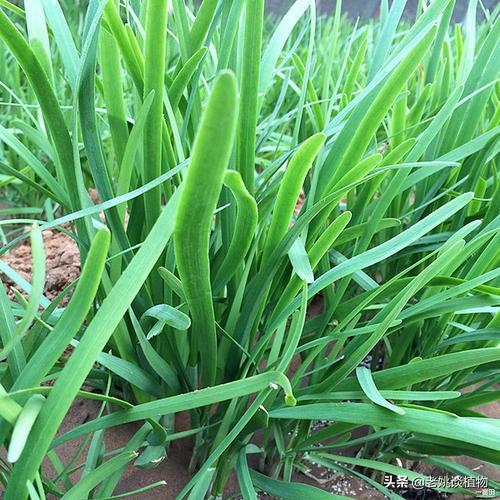 头条问答 - 小麦和韭菜有什么共同点?(25个回答)