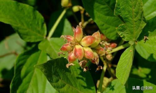 黄刺玫原变种:黄刺玫生长周期 黄刺玫和黄蔷薇怎么区分？