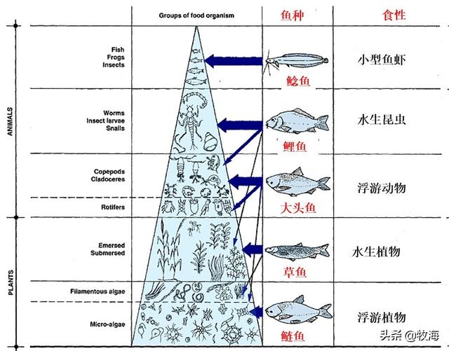 蚯蚓吃什么食物腥味大:蚯蚓不生活在水中，鱼为什么喜欢吃它？