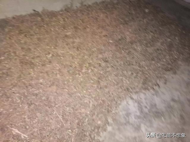 种植中药材菖蒲能挣钱吗？有没有种过的老板,请教一下？