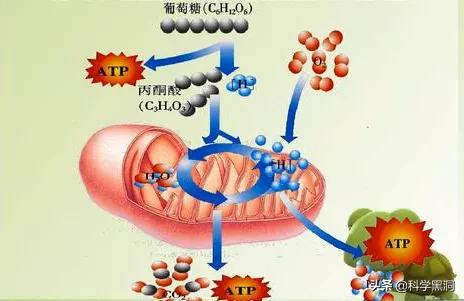 贝蒂寄生虫:贝蒂寄生虫病 猫为什么要和老鼠过不去？