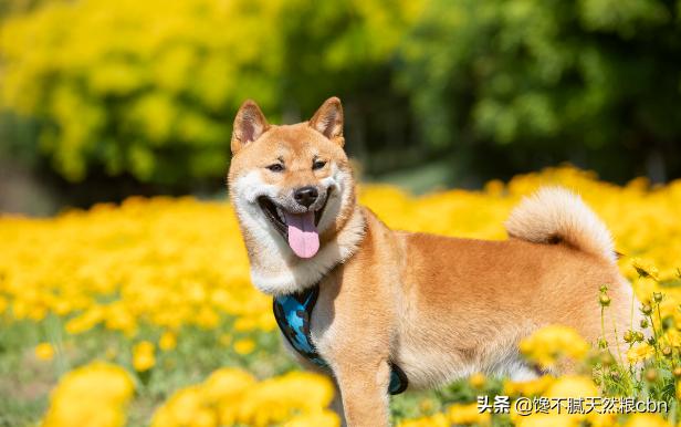 秋田犬好养吗知乎:秋田犬为什么被禁养 忠犬八公秋田犬为什么这么少人饲养？不受大家欢迎的原因是什么？