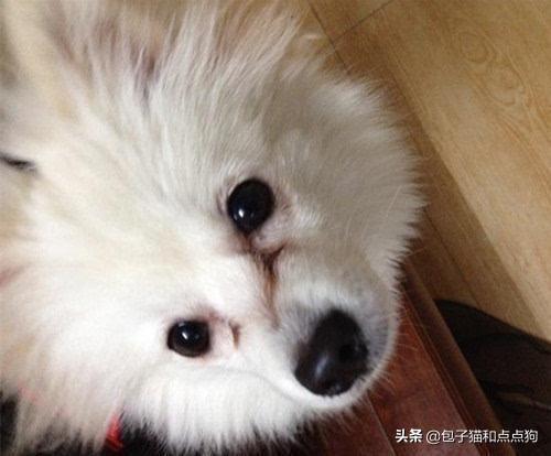 纯种博美犬好养吗:博美狗狗的饲养难度高吗？