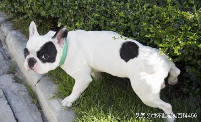 豆柴犬自己盖被子:狗狗如厕的姿势可以看出性格吗？如果有，是怎样反映的？