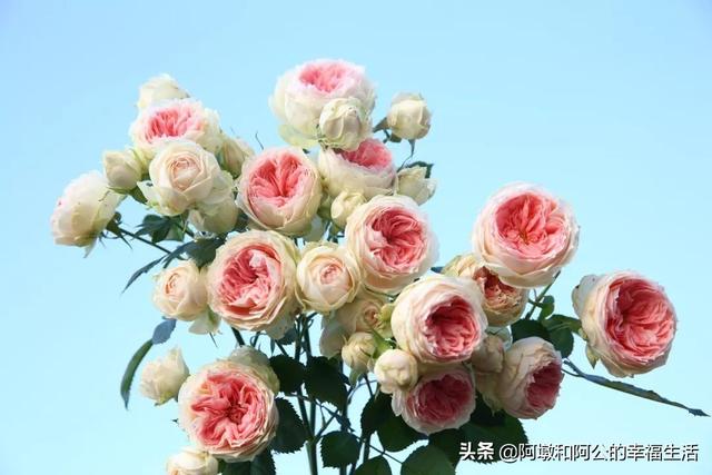vents月季花品种介绍及图片:大游行月季花应该如何养殖？有哪些方法技巧？