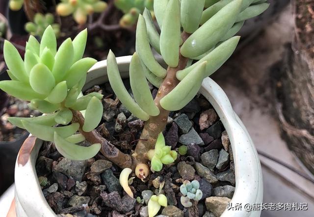 王玉珠帘多肉植物图片:我养的千佛手变黑了，叶子一碰就掉，怎么办？
