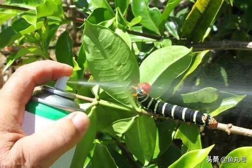 请大师指导一下砂糖橘幼果喷尿素和洗衣粉来杀红蜘蛛有什么伤害