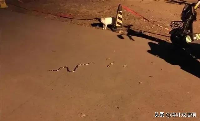 黄河底下有多恐怖图片，贵州一工地宿舍惊现1.5米银环蛇，毒性有多猛被咬了该怎么办