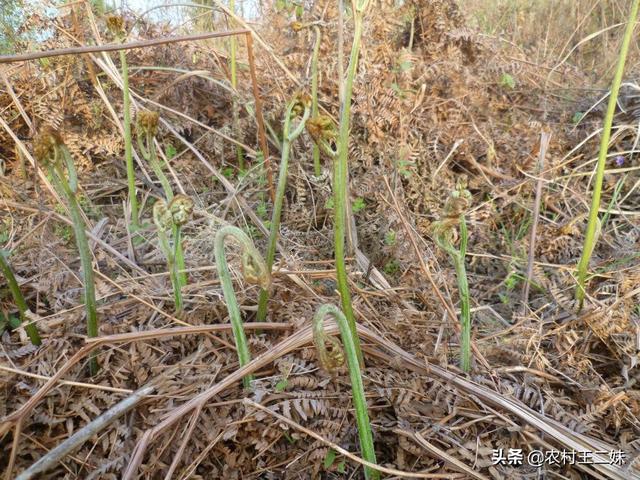线羽凤尾蕨:是不是所有种类的蕨菜都能食用？