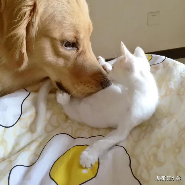 蹭课猫:养猫又养狗，狗会刨猫粑粑吃怎么办？