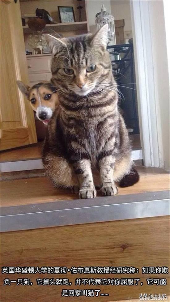 霸道总裁的小猫咪txt:家里的猫猫做过让你最感动的一件事是什么？ 霸道总裁的小猫咪小超儿